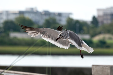 Laughing Gull with outstretched wings preparing to land on a pier railing.
