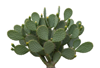 Captivating cactus blooming in desert landscape nature vibrant green environment isolated on transparent background