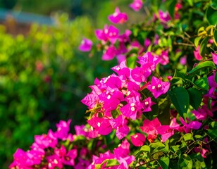 Fototapeta premium Vibrant pink flowers in a lush green garden