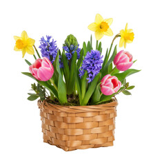 Spring blooming flower arrangement in a basket indoor decor vibrant colors fresh atmosphere isolated on transparent background
