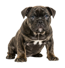 Obraz premium Playful puppy portrait indoor setting animal soft lighting pet love isolated on transparent background