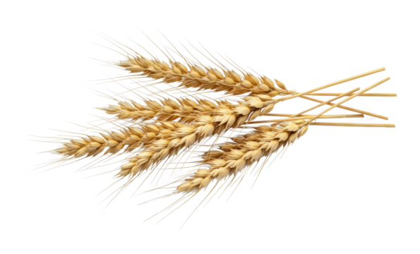 Harvesting wheat golden stalks in a rustic field nature rural landscape natural beauty isolated on transparent background