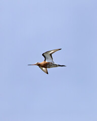 Black-tailed Godwit (Limosa limosa) commonly found in European wetlands