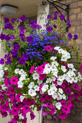 Cesta  colgante  con petunias multicolores