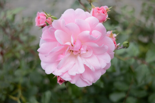  Rosa 'Bonica 82' con flor y  capullos