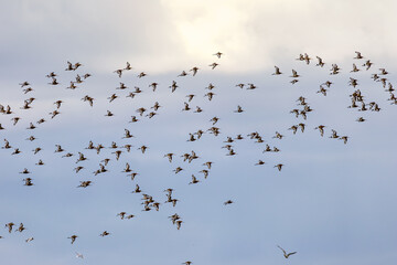 Black-tailed Godwit (Limosa limosa) commonly found in European wetlands