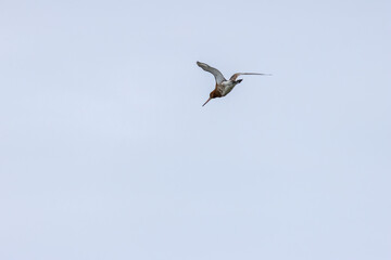 Black-tailed Godwit (Limosa limosa) commonly found in European wetlands