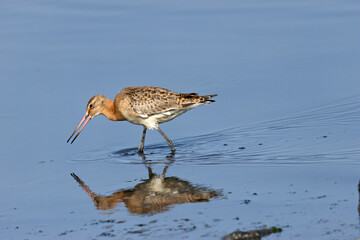 Black-tailed Godwit (Limosa limosa) commonly found in European wetlands