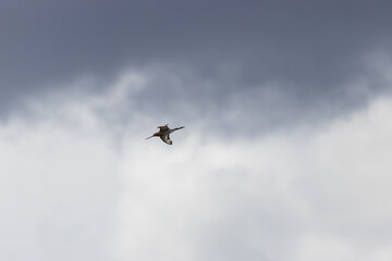 Black-tailed Godwit (Limosa limosa) commonly found in European wetlands