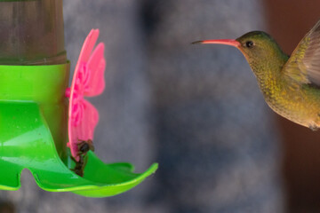 Colibrí en bebedero © GABRIELA