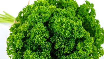 Obraz premium Close-up view of fresh parsley sprigs.