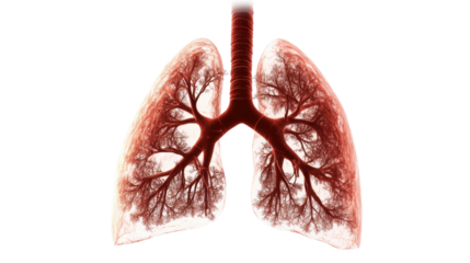 Human Lungs Showing Pulmonary Circulation Isolate on White Background