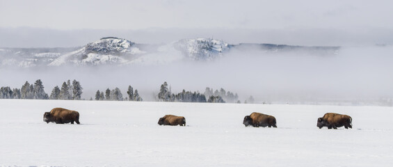 Bison on the March © Scott