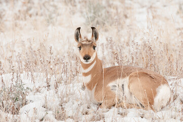 Doe or female pronghorn chewing cud and lying down in meadow of snow