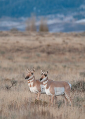 Pair of female pronghorn is field at Grand Teton
