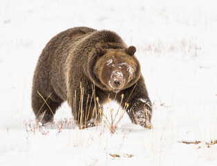 Grizzly bear (#399) in deep snow with paw up slightly