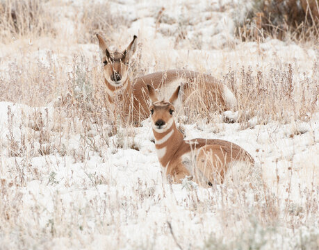 Pair of does or female pronghorn in meadow chewing cud