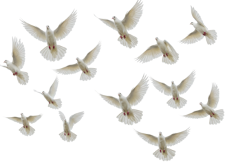 Doves in flight natural environment wildlife peaceful atmosphere aerial symbol of freedom isolated on transparent background