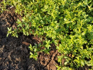 Spreading Sneezeweed (Centipeda minima) in outdoor garden, close up view 