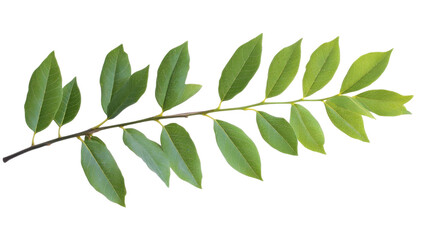 Fototapeta premium branch of green leaves on white background