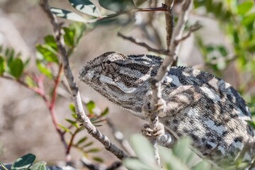 A wild adult common chameleon or Mediterranean chameleon (Chamaeleo chamaeleon) in Maltese Islands.
