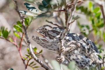 A wild adult common chameleon or Mediterranean chameleon (Chamaeleo chamaeleon) in Maltese Islands.