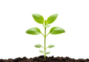 Growing green seedling in rich soil nature fresh start optimistic environment isolated on transparent background
