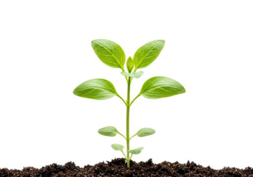 Growing green seedling in rich soil nature fresh start optimistic environment isolated on transparent background