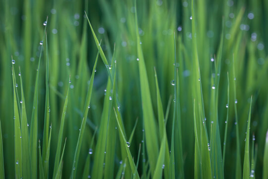 rice field