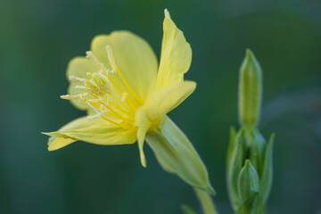 evening primrose