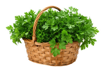 Naklejka premium Harvesting fresh cilantro market stall food rustic setting overhead culinary delight isolated on transparent background