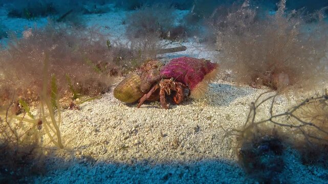 Deep underwater - hermit crab at the seabed