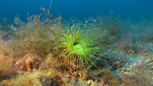 Deep marine life - Flourescent anemona 45 meters depth