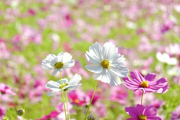 満開のコスモス