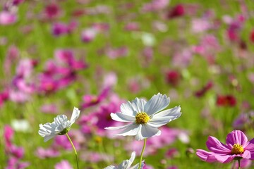 コスモス畑