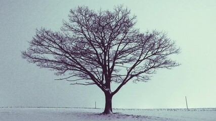 A bare tree stands alone in a snowcovered field during the winter season - Powered by Adobe