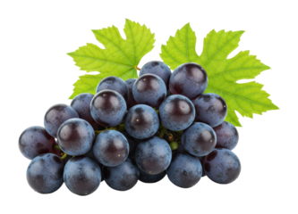 Harvesting juicy grapes vineyard food natural setting fresh produce isolated on transparent background