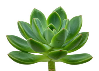 Vibrant green succulent plant indoor setting natural light botanical concept isolated on transparent background