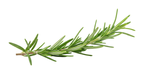 Harvesting fresh rosemary herbs in a kitchen garden natural lighting culinary inspiration isolated on transparent background