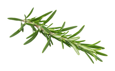 Fototapeta premium Harvesting fresh thyme herb botanical garden natural setting culinary uses isolated on transparent background