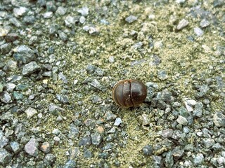 Woodlice of the species Armadillidium vulgare forming a ball on a rock