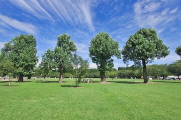 松のある公園