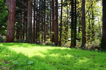 羽黒山参道の杉林 山形県鶴岡市