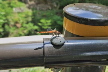 吊橋の赤トンボ © Satoshi