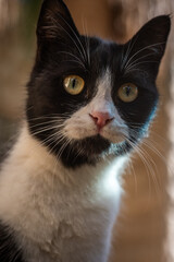 Close-up portrait of a black and white cat with yellow eyes looking forward in natural light