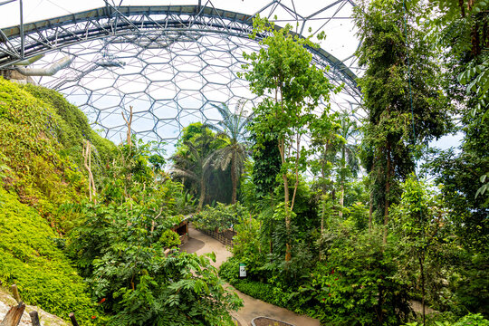 Lush tropical rainforest inside a geodesic dome at the Eden Project, showcasing dense greenery and exotic plant life under a structured roof