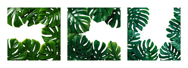 Set of Isolated Green Leaves on Transparent Background for Design