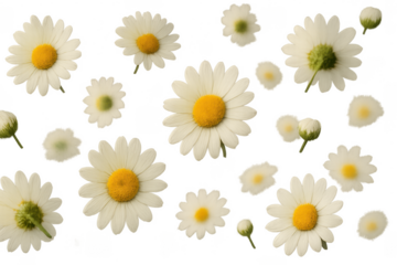 White daisies falling on transparent background