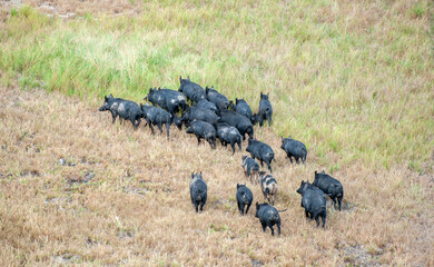 Wild feral pigs near the Gulf of Carpentaria in far North  Queensland, Australia.