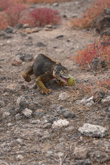 Galapagos Iguana Crawling and Eating on the Shore